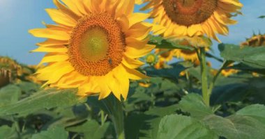 Arılar tarlada güzel sarı ayçiçekleriyle meşguller.