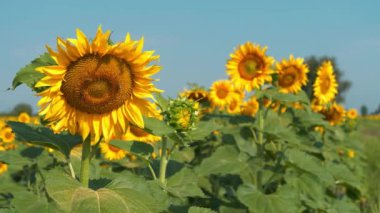 Tarlada ayçiçekleri. Arılar uçar ve ayçiçeklerinin üzerine iner, polen toplarlar.
