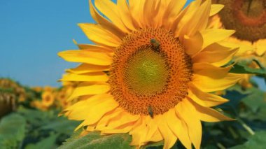 Arılar güzel sarı bir ayçiçeğiyle meşguldür.