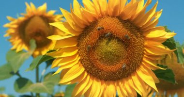 Tarlada ayçiçekleri. Arılar uçar ve ayçiçeklerinin üzerine iner, çiçeklerden polen ve nektar toplarlar.