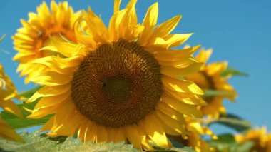 Arılar ayçiçeğinin üzerinde oturur, polen ve nektar toplarlar. Ayçiçeği tarlasında güzel ayçiçekleri