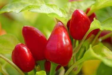 Little red peppers grow in hothouse. Vegetables grown in hothouse. Cultivation of natural ecologically plant food clipart