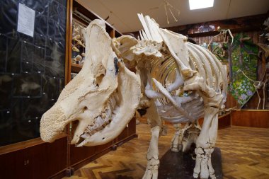 KYIV, UKRAINE, NOVEMBER 2, 2023: Ulusal Yaşam Üniversitesi ve Çevre Bilimleri Müzesi Sergisi. Doldurulmuş hayvanlar, kemikler ve çeşitli hayvanların iskeletleri.