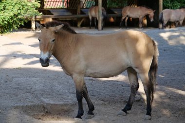 Przewalski atları zooloji bahçesi 2 'de.