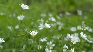 Güzel beyaz bahar çiçekleri ormanda yetişir. Chickweed yıldız taşı