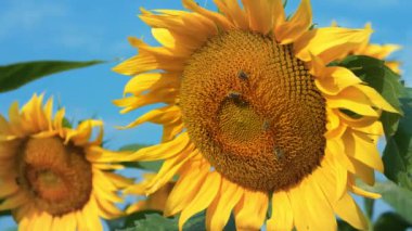 Yavaşça hareket eden küçük arılar, çiçeklerden polen ve nektar toplayarak ayçiçeklerinin üzerine konar.