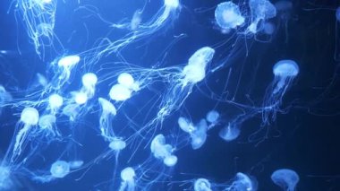 Ağır çekim Birçok beyaz medusas akvaryumda su altında yüzer