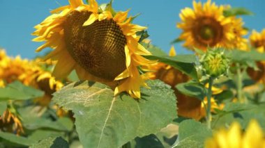 Ayçiçeği tarlasında güzel bir ayçiçeği. Sarı ayçiçeği poleni yaprakların üzerinde yatar