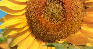 Güzel ayçiçeği, yakın çekim video