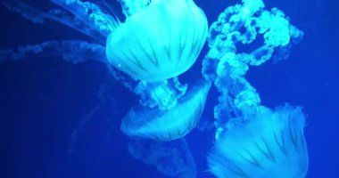 Medusas su altında yüzer. Güzel denizanaları akvaryumda farklı renklerde yüzerler. Denizanaları büyük akvaryumda yüzer.