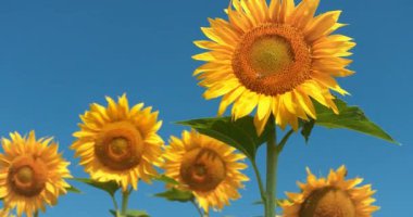 Bir arı, ayçiçeği tarlasında güzel bir ayçiçeğinin üzerinde sürünür.