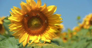 Üç arı bir ayçiçeğinden polen toplar. Sarı ayçiçeği poleni bir yaprağın üzerinde yatıyor.