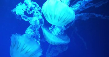 Medusas su altında yüzer. Güzel denizanaları akvaryumda farklı renklerde yüzerler. Denizanaları büyük akvaryumda yüzer. Sinema 4K 60fps video
