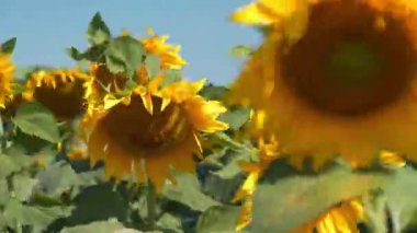 Rüzgâr tarlada ayçiçekleri sallıyor