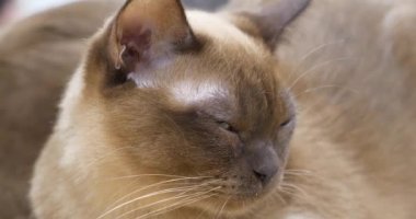 Birmanya kedileri - evcil kedi türü, Burma kökenli.