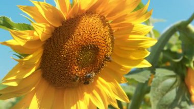 Profilde güzel bir ayçiçeği fotoğrafı var. Arılar üzerinde sürünüyor.