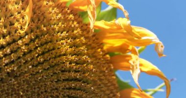 Ayçiçeğindeki altın oran, tohumların sepette ya da ayçiçeğinin başında en düzenli dağılımını sağlar. Fibonacci altın oranı doğada ve ayçekirdeğinde