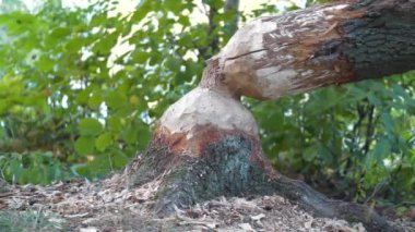 Kunduz tarafından devrilmiş ağaç. Ağaç gövdesinde kunduz ısırığı izleri var. Ağaç gövdesinde kunduz ısırığı izleri var. Kunduz kemirilmiş ağaç. Bobber 'ın tahtasına hasar vermiş.