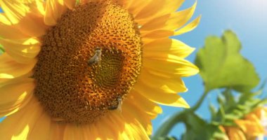 Arılar ayçiçeklerinden polen ve nektar toplamak için çok çalışırlar.