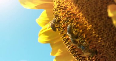Profilde çok güzel bir ayçiçeği fotoğrafı var. Arılar etrafta cirit atıyor. Sinema 4K 60fps video