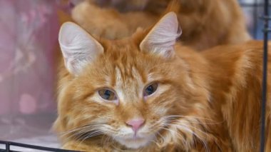 Kurilian Kış Kuyruğu - kediler Kuril Adaları 'ndan, Sakhalin Adası' ndan ve Kamçatka Yarımadası 'ndan, yakın plan üretirler.