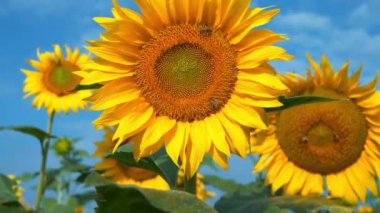 Arılar ayçiçeklerinden polen ve nektar toplamak için çok çalışırlar. Bir sürü arısı olan güzel ayçiçeği tarlası.