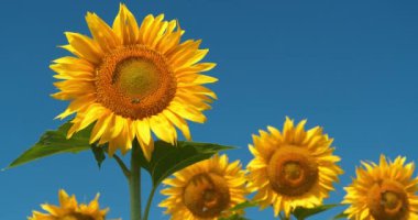 Arılar ayçiçeklerinden polen ve nektar toplamak için çok çalışırlar.