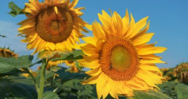 Bir sürü arısı olan güzel ayçiçeği tarlası. Arılar çiçeklerden polen ve nektar toplamak için çok çalışırlar.
