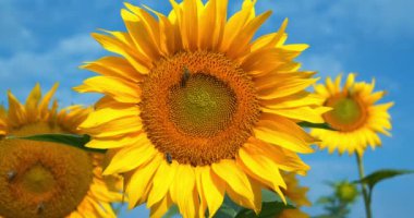 Çalışan arılarla dolu güzel ayçiçeği tarlası. Arılar çiçeklerden polen ve nektar toplamak için çok çalışırlar.