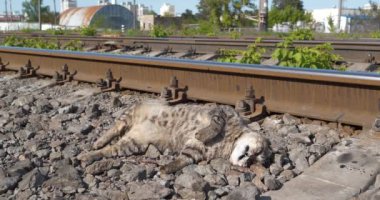 Talihsiz kediye tren çarptı. Ölü kedi demiryolunda yatıyor. Kedi yolun karşısına geçti ve bir tren ona çarptı. Sinekler uçar ve ölü bir kedinin üzerine iner.