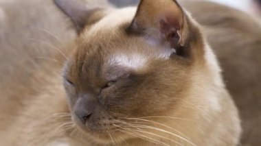 Birmanya kedileri. Köklerinin Tayland-Burma sınırına yakın olduğu ve ABD ve İngiltere 'de geliştiğine inanılıyor.