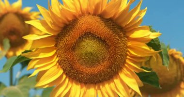 Arılar uçar ve ayçiçeğinin üzerinde otururlar.