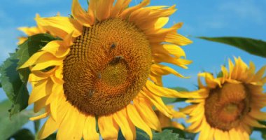 Çalışan arılarla dolu güzel ayçiçeği tarlası. Arılar çiçeklerden polen ve nektar toplamak için çok çalışırlar.