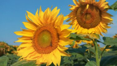Güzel sarı ayçiçeğinin üzerindeki arılar polenleri ayıklıyor.