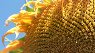 Ayçiçeğindeki altın oran, tohumların sepette ya da ayçiçeğinin başında en düzenli dağılımını sağlar. Fibonacci altın oranı doğada ve ayçekirdeğinde