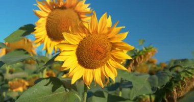 Sahada genç ayçiçekleri