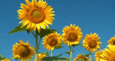 sahada güzel ayçiçeği