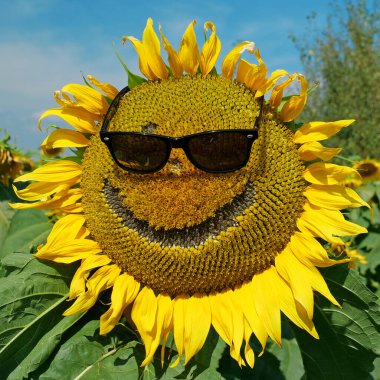 Güneş gözlüklü ayçiçeği gülümsüyor. Gözlüklü komik ayçiçeği etrafına ve kameraya bak. Sarı ayçiçeği güneşe benziyor.