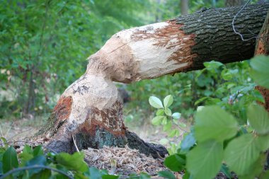 Kunduz tarafından devrilmiş ağaç. Ağaç gövdesinde kunduz ısırığı izleri var. Bobber 'ın tahtasına zarar vermiş. Kunduz kemirilmiş ağaç. Ağaç gövdesinde kunduz ısırığı izleri var.