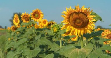Bir sürü arısı olan güzel ayçiçeği tarlası. Arılar çiçeklerden polen ve nektar toplamak için çok çalışırlar.