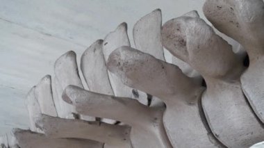 Büyük mavi balina iskeleti. Balina omurgası. Gerçek balina kemikleri. Balaenoptera kasları