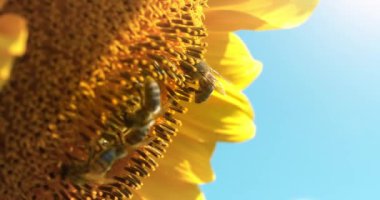 Çalışan arılar ayçiçeğinin polenini ayrıştırıyor, yakın çekim video