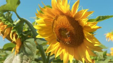 Güzel sarı bir ayçiçeğinin üzerindeki arılar, polen çıkarırlar.