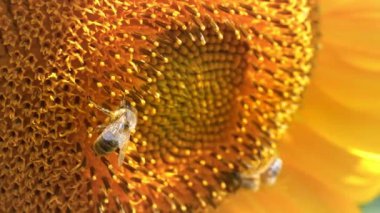 Arılar ayçiçeğinin polenini ayrıştırır, yakın çekim video