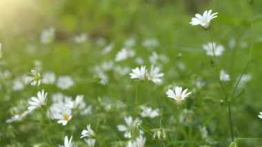Chickweed stellaria. Ormanda güzel beyaz bahar çiçekleri yetişir. Çiçeklerin üzerinde güneş parlar