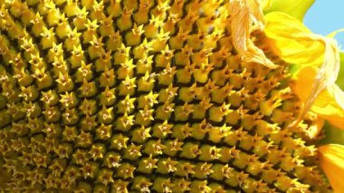 Ay çekirdeği. Fibonacci altın oranı doğada ve ayçekirdeğinde. Ayçiçeğindeki altın oran, çekirdeklerin sepette veya ayçiçeği başındaki en düzenli dağılımını sağlar