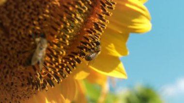 İşçi arılar güzel ayçiçeğinin üzerinde, aşırı yakın çekim