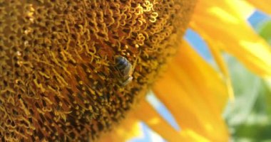 Arı ayçiçeğinin polenini ayrıştırıyor, yakın plan çekim.