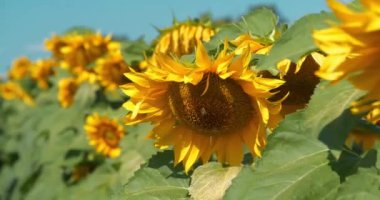 Ayçiçeği rüzgarda sway