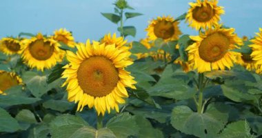 İşçi arılar tarlada güzel ayçiçekleri üzerinde